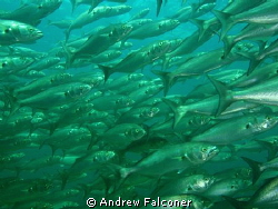 this shot of a wall of fish was taken at the Busselton je... by Andrew Falconer 